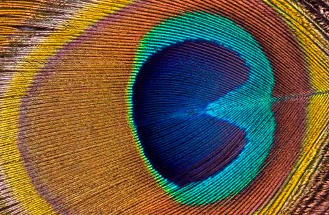 Peacock macro Stock Photos