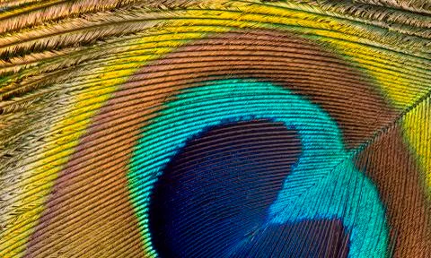 Peacock macro Stock Photos