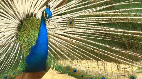 A Peacock Makes A Full Turn In The Park Stock Footage 22634017