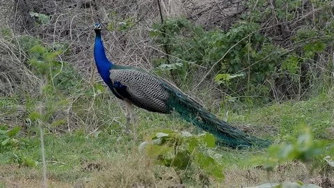 Peacock male calling Video stock 112256919