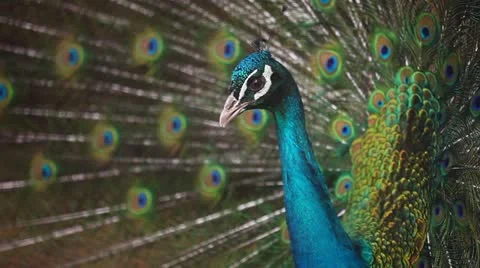 Peacock male Stock Footage 11106807