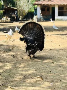 Peacock Mane on Display Stock Photos