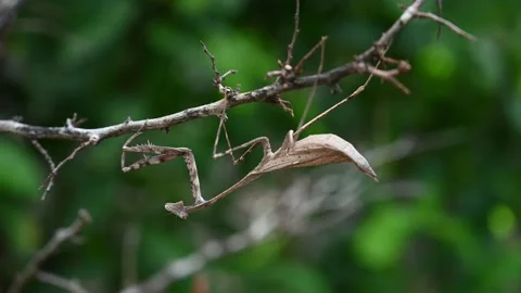 Peacock Mantis, Pseudempusa pinnapavonis, turning its head while molting Stock Footage 157417856