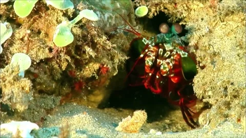 Peacock Mantis Shrimp in Coral Reef Crevice Burrow, Underwater, 4K Video stock 339754145
