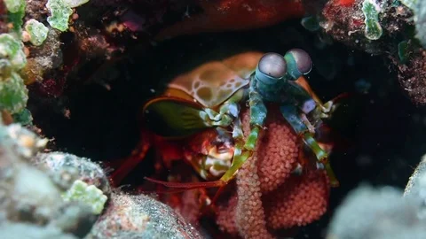 Peacock Mantis Shrimp with Eggs Stock Footage 76203291