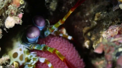 Peacock Mantis Shrimp with Eggs Stock Footage 83104422