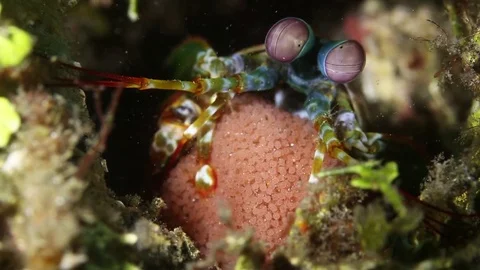Peacock Mantis Shrimp with Eggs Stock Footage 83104425