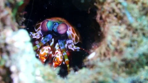 Peacock Mantis Shrimp Emerging from Burrow in Lembeh Strait, Indonesia Stock Footage 340539318