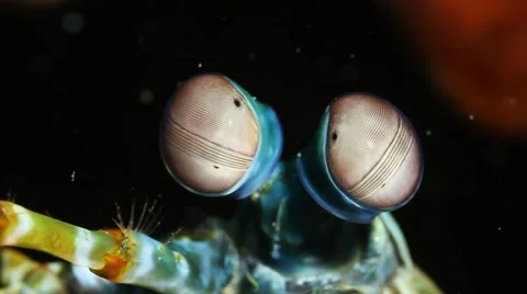 Peacock Mantis Shrimp Eyes Close-up Stock Footage