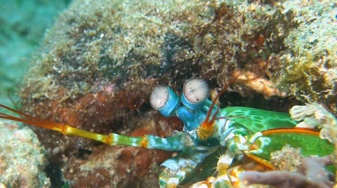 Peacock Mantis Shrimp Vidéo 52581877