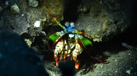 Peacock Mantis Shrimp Stock Footage 58923181