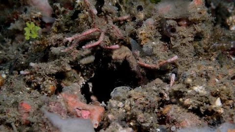 Peacock Mantis Shrimp Stock Footage 112234489