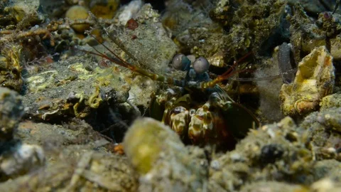 Peacock Mantis Shrimp Stock Footage 112256201
