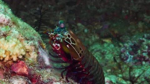 Peacock mantis shrimp Stock Footage 188637446