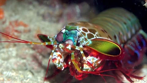 Peacock mantis shrimp Stock Footage 307148786
