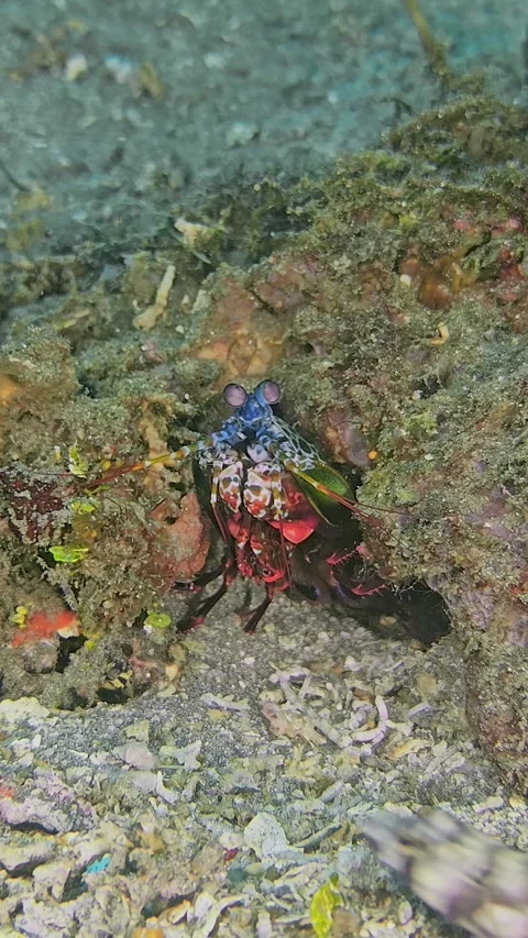 Peacock mantis shrimp Stock Footage 345619471