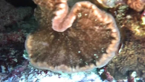 Peacock Mantis Shrimp Peeking from Burrow Beneath Pizza Anemone in the Red Sea Stock Footage 339845740