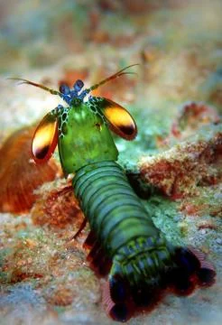 Peacock mantis shrimp Stock Photos