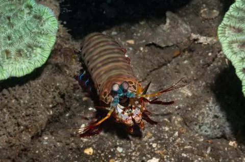 Peacock mantis shrimp Stock Photos