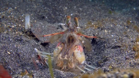 Peacock Mantis shrimp in the sand walking away 動画素材 72605755