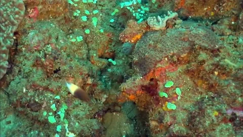 Peacock Mantis Shrimp Swimming on Algae Seabed, Green Water, 4K Video stock 339754141