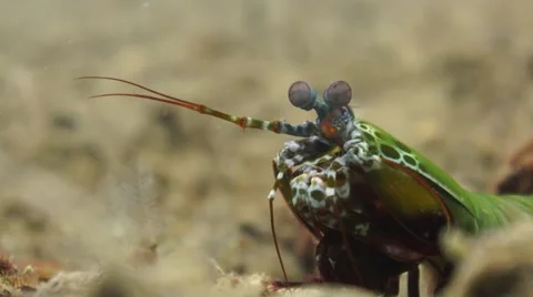 Peacock Mantis Shrimp tight angle underwater critter Video stock 56874510