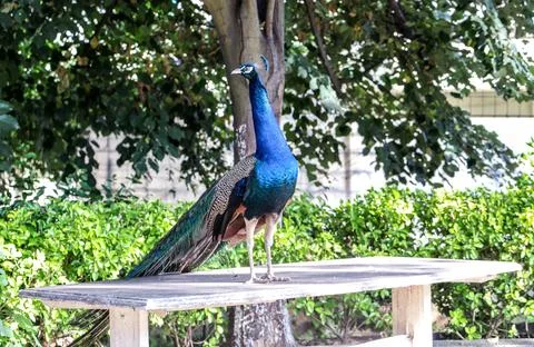 Peacock on marble table Stock Photos