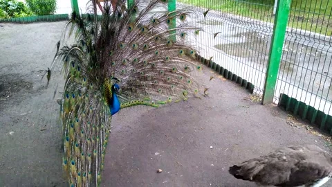 Peacock mating dance at the zoo in the aviary Stock Footage 204923685