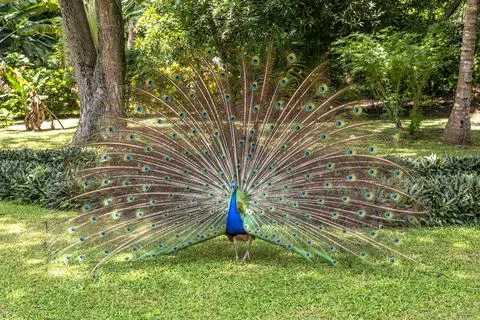 Peacock mating display Stock Photos