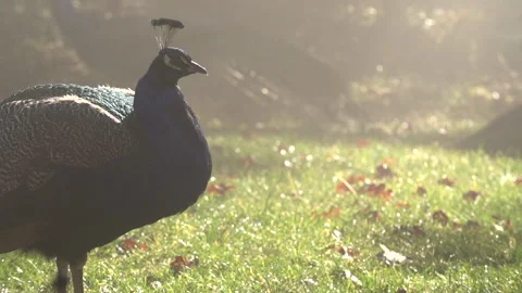 PEACOCK MIST Stock Footage 132077260