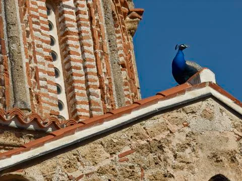Peacock on monastery Foto stock