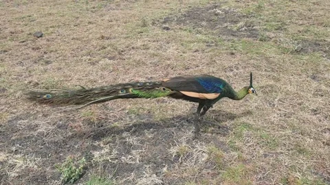 Peacock on mountain baluran Stock Footage 220045494