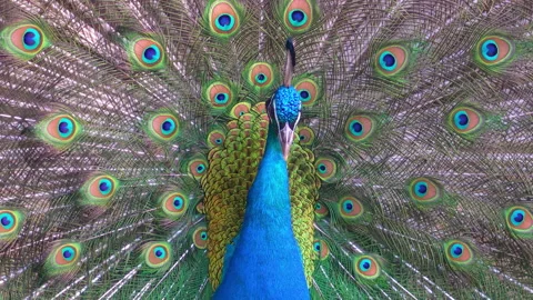 Peacock moving plumages in slow motion. Stock Footage 292899657