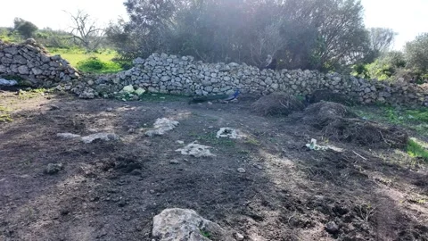 Peacock in Natural Stock Footage 328642394