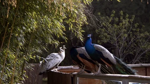 Peacock in Nature 2 Stock Footage 123642316