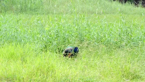 Peacock in nature. Vídeos de archivo 78761033
