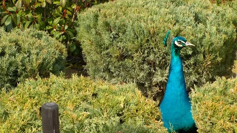 Peacock in nature Stock Footage 86508803