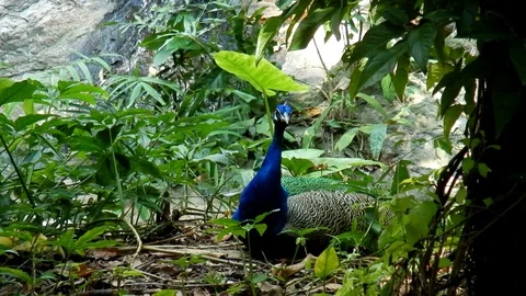 Peacock in the nature. Stock Footage 99147493