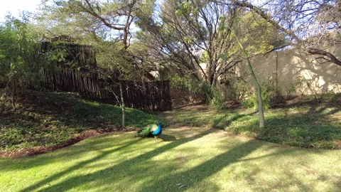 Peacock in nature 库存影片 157757250