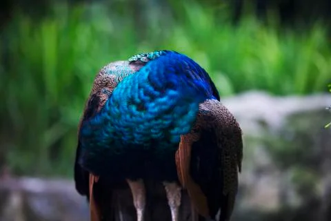 Peacock neck turn  Stock Photos