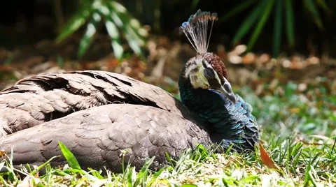 Peacock Nesting 2 Stock Footage 47368957