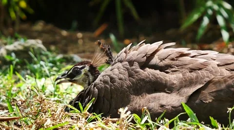Peacock Nesting Stock Footage 47368526