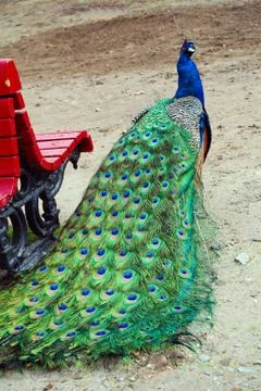 Peacock next to a red bench Stock Photos