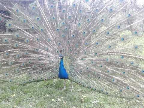 Peacock with a nice spread tail Stock Photos