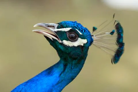 Peacock with open beak Photos