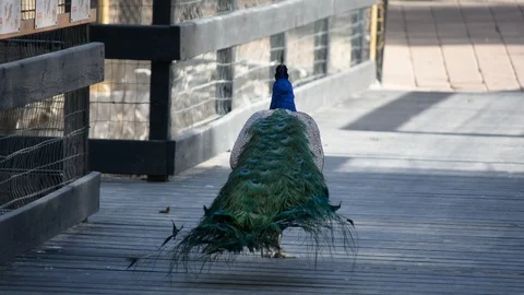 Peacock with open colorful tail. Beautiful peacock displaying his plumage. Peaco Stock Footage 101083300