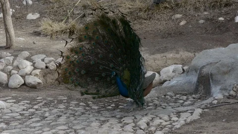 Peacock with open colorful tail. Beautiful peacock displaying his plumage. Peaco Vídeo Stock 101083725