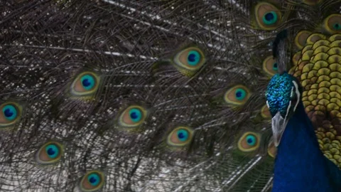 Peacock with open colorful tail. Beautiful peacock displaying his plumage. Peaco Stock Footage 101395793