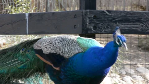 Peacock with open colorful tail. Beautiful peacock displaying his plumage. Peaco Vídeos de archivo 101396027