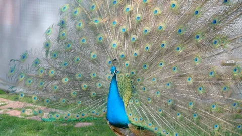Peacock open feather Video stock 88171190